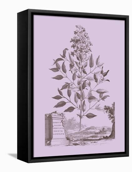 Romantic Jasmine-Vision Studio-Framed Stretched Canvas