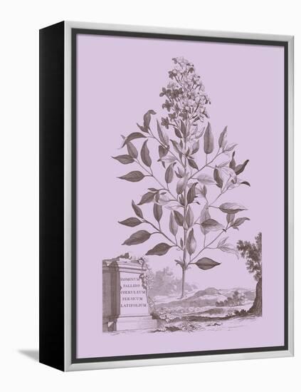 Romantic Jasmine-Vision Studio-Framed Stretched Canvas