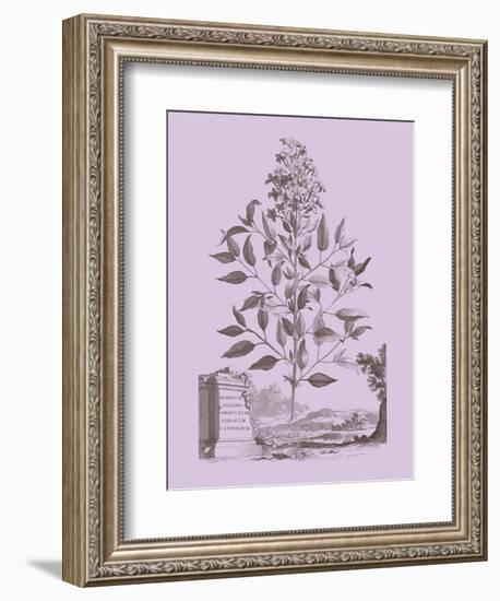 Romantic Jasmine-Vision Studio-Framed Art Print