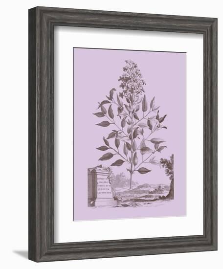 Romantic Jasmine-Vision Studio-Framed Art Print