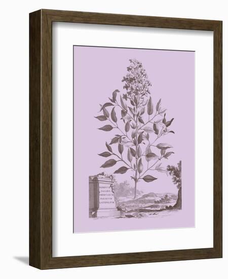 Romantic Jasmine-Vision Studio-Framed Art Print