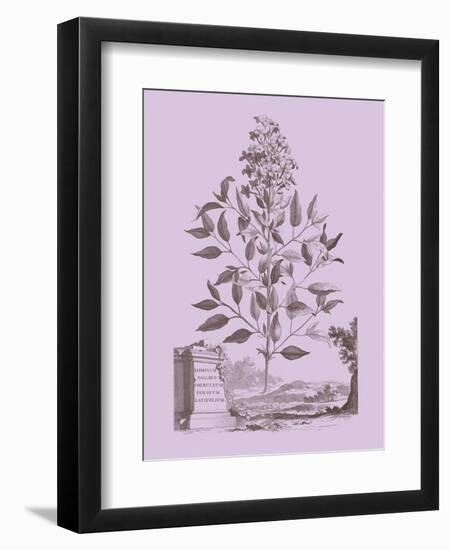 Romantic Jasmine-Vision Studio-Framed Art Print