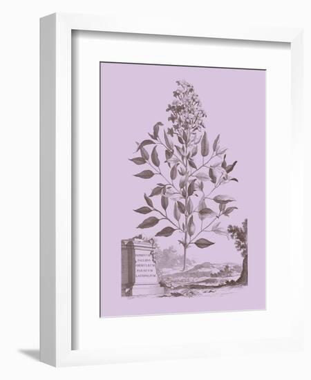 Romantic Jasmine-Vision Studio-Framed Art Print