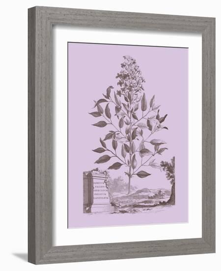 Romantic Jasmine-Vision Studio-Framed Art Print