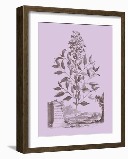 Romantic Jasmine-Vision Studio-Framed Art Print