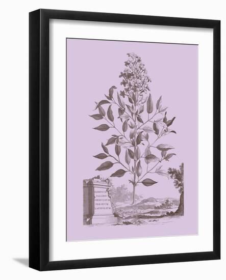 Romantic Jasmine-Vision Studio-Framed Art Print