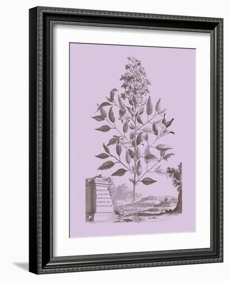 Romantic Jasmine-Vision Studio-Framed Art Print