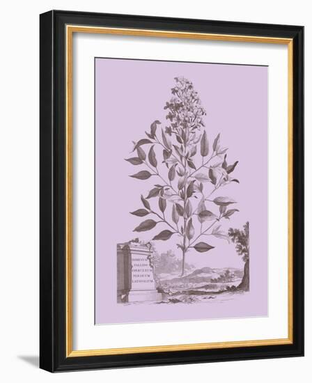 Romantic Jasmine-Vision Studio-Framed Art Print