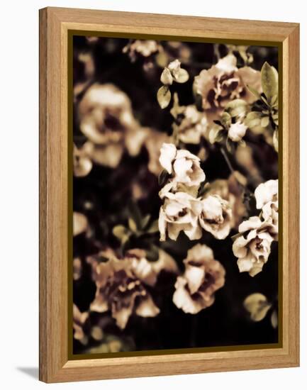 Romantic Roses I-Tang Ling-Framed Premier Image Canvas