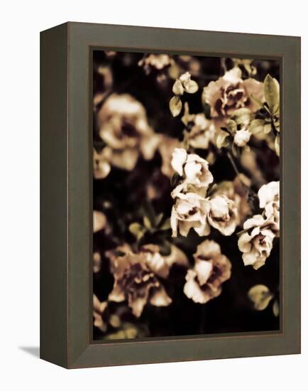 Romantic Roses I-Tang Ling-Framed Premier Image Canvas