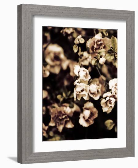 Romantic Roses I-Tang Ling-Framed Photographic Print