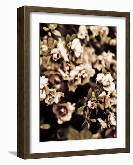 Romantic Roses II-Tang Ling-Framed Photographic Print