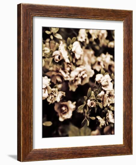 Romantic Roses II-Tang Ling-Framed Photographic Print