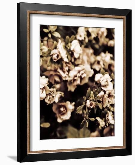 Romantic Roses II-Tang Ling-Framed Photographic Print