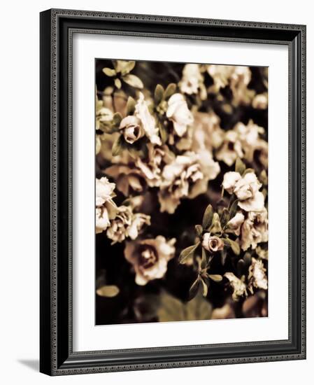 Romantic Roses II-Tang Ling-Framed Photographic Print