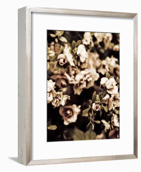 Romantic Roses II-Tang Ling-Framed Photographic Print