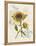 Romantic Sunflower II-Jade Reynolds-Framed Stretched Canvas