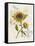 Romantic Sunflower II-Jade Reynolds-Framed Stretched Canvas