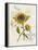 Romantic Sunflower II-Jade Reynolds-Framed Stretched Canvas