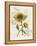 Romantic Sunflower II-Jade Reynolds-Framed Stretched Canvas