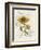 Romantic Sunflower II-Jade Reynolds-Framed Art Print