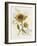 Romantic Sunflower II-Jade Reynolds-Framed Art Print