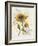 Romantic Sunflower II-Jade Reynolds-Framed Art Print