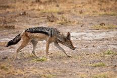 Black-Backed Jackal-Romas Vysniauskas-Premier Image Canvas