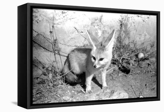 Rommella the desert fox February 1972-Staff-Framed Premier Image Canvas