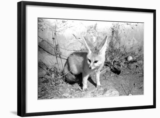 Rommella the desert fox February 1972-Staff-Framed Photographic Print