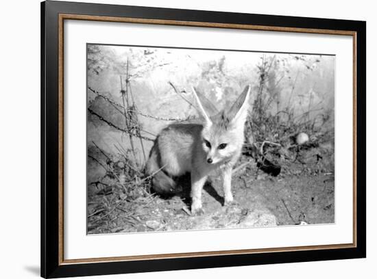 Rommella the desert fox February 1972-Staff-Framed Photographic Print