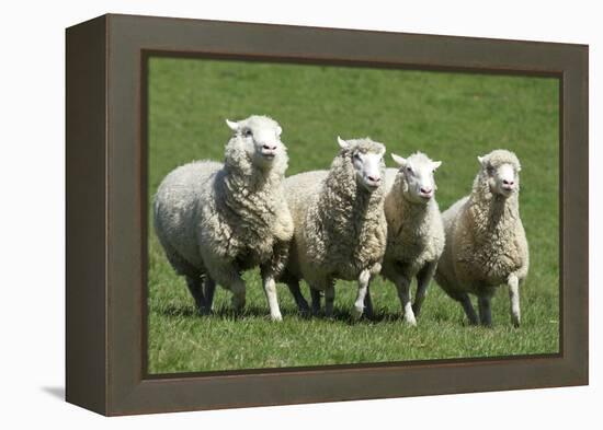 Romney Flock of Sheep, New Zealand-David Noyes-Framed Premier Image Canvas