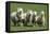 Romney Flock of Sheep, New Zealand-David Noyes-Framed Premier Image Canvas