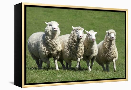 Romney Flock of Sheep, New Zealand-David Noyes-Framed Premier Image Canvas