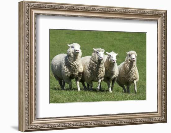 Romney Flock of Sheep, New Zealand-David Noyes-Framed Photographic Print