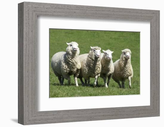 Romney Flock of Sheep, New Zealand-David Noyes-Framed Photographic Print