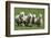 Romney Flock of Sheep, New Zealand-David Noyes-Framed Photographic Print