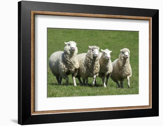 Romney Flock of Sheep, New Zealand-David Noyes-Framed Photographic Print