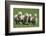 Romney Flock of Sheep, New Zealand-David Noyes-Framed Photographic Print