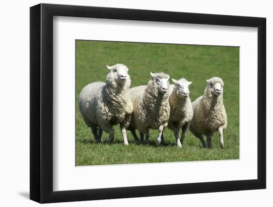 Romney Flock of Sheep, New Zealand-David Noyes-Framed Photographic Print