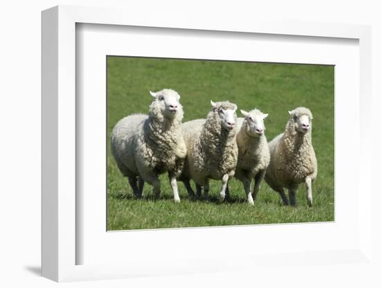 Romney Flock of Sheep, New Zealand-David Noyes-Framed Photographic Print