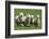 Romney Flock of Sheep, New Zealand-David Noyes-Framed Photographic Print