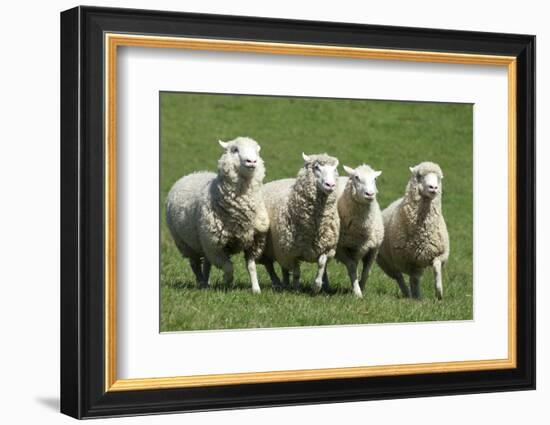 Romney Flock of Sheep, New Zealand-David Noyes-Framed Photographic Print