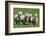 Romney Flock of Sheep, New Zealand-David Noyes-Framed Photographic Print