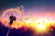 Dandelion to Sunset - Freedom to Wish-Romolo Tavani-Mounted Photographic Print