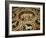 Romulus and Remus in Marble Work in the Duomo Di Sienna, Siena, Tuscany, Italy, Europe-Godong-Framed Photographic Print