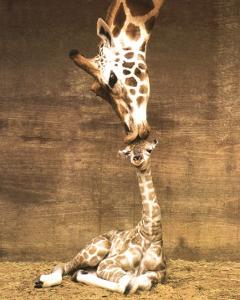 Giraffe, First Kiss by Ron D'Raine
