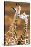 Giraffe First Love-Ron D'Raine-Stretched Canvas