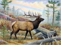 Deer Buck Portrait-Ron Jenkins-Art Print