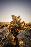 Cholla Along The Cholla Cactus Garden Trail In Joshua Tree National Park-Ron Koeberer-Photographic Print